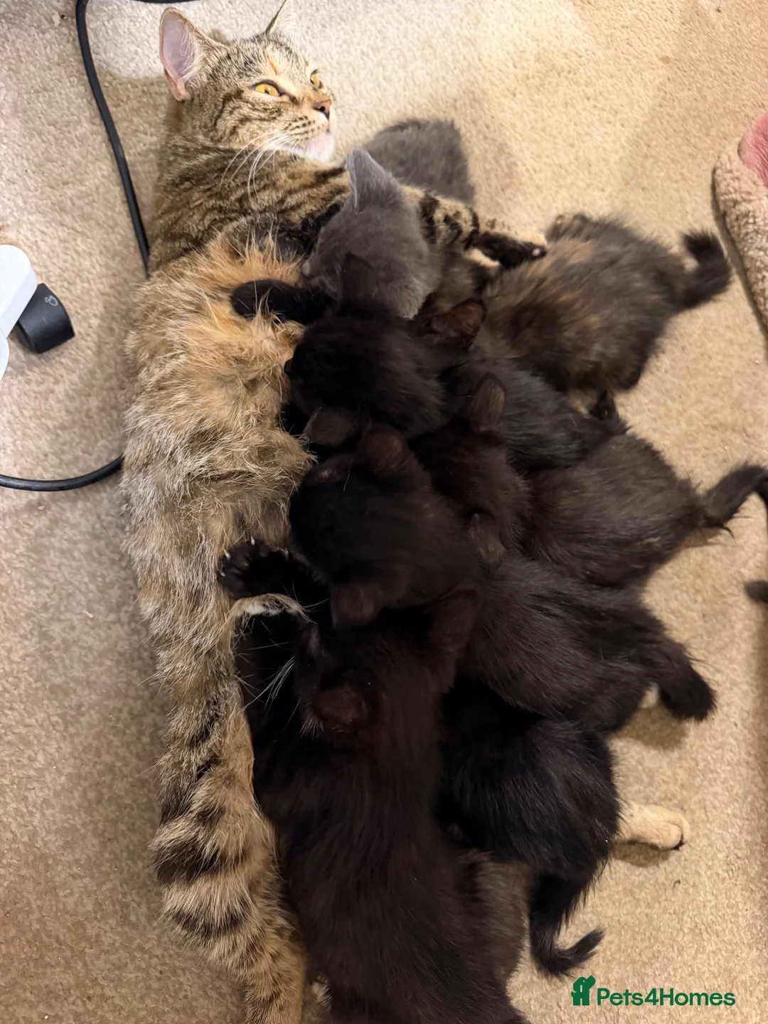 Mixed Breed cats for sale: Loving fluffy kittens  in Sheerness - Advert 4