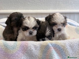 Shih Tzu dogs for sale: 3 Beautiful Shih Tzu girls left 🐶⭐️ - Advert 1