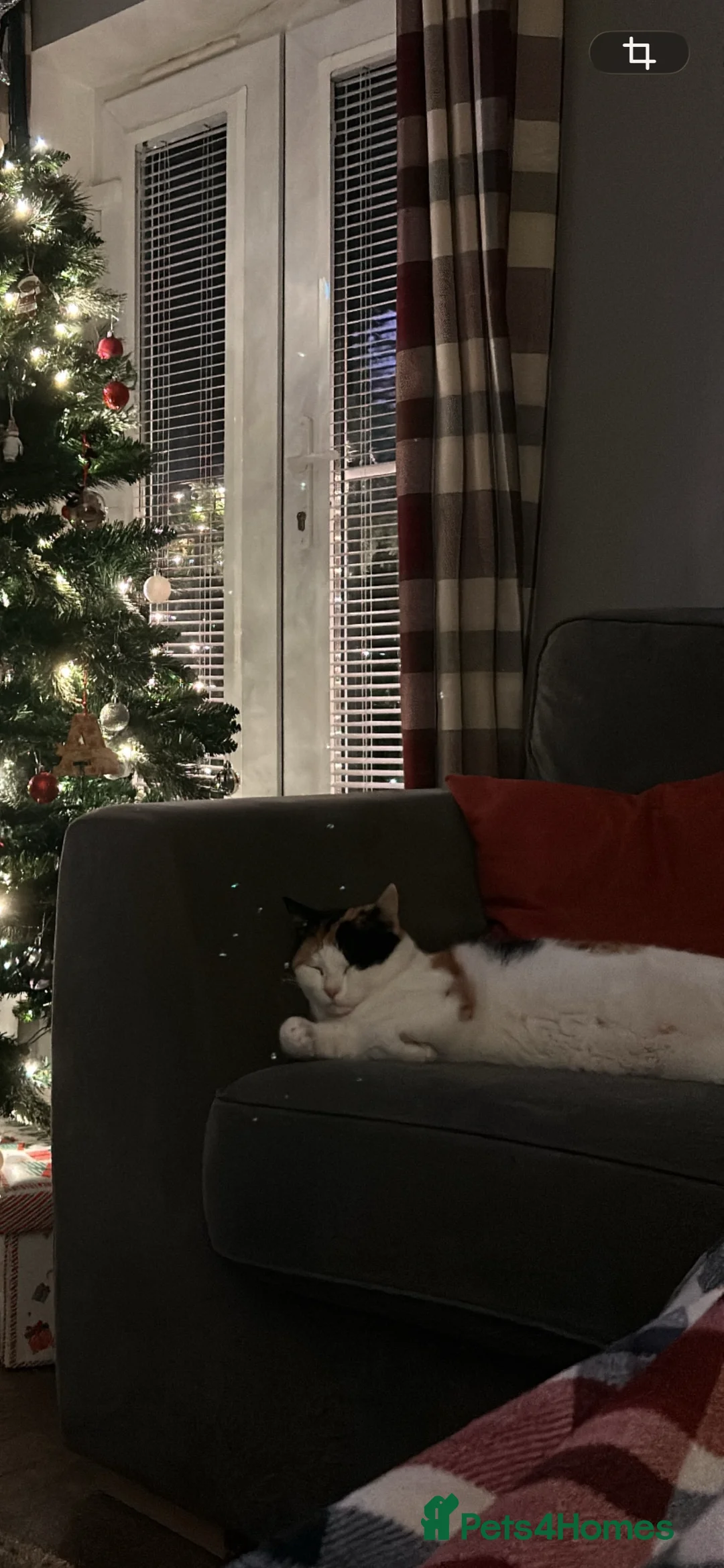 Mixed Breed cats for sale: Beautiful 3 year old cat ***free*** - Advert 3