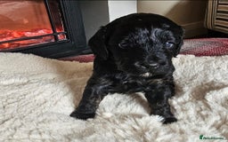 Cockapoo dogs for sale: Cockapoo pups (F1b) - Image 6
