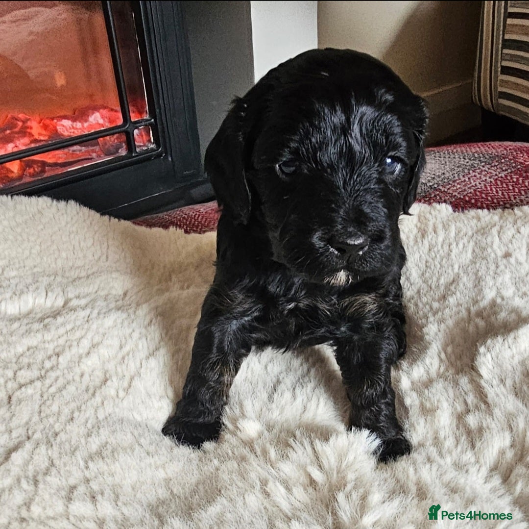 Cockapoo dogs for sale: Cockapoo pups (F1b) - Image 6