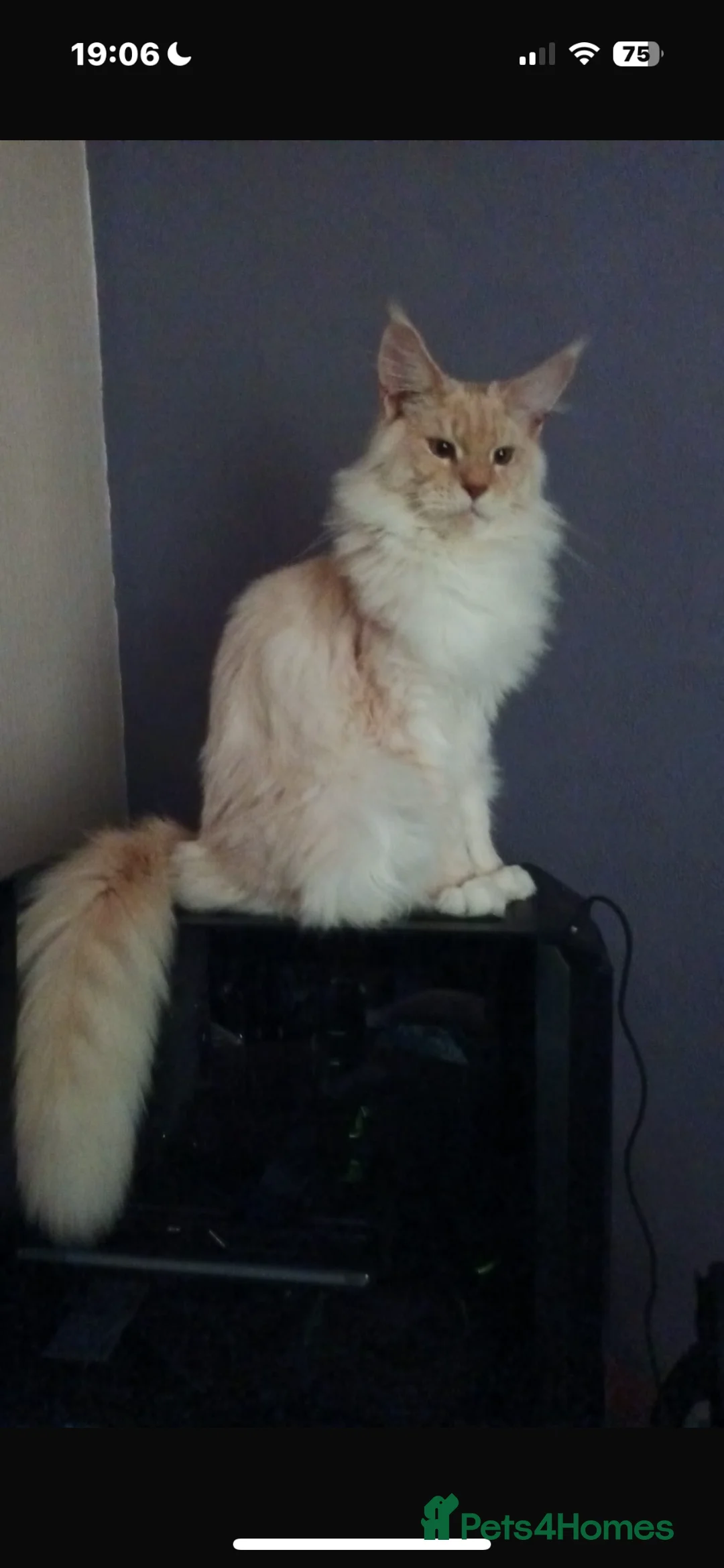 Maine Coon cats for stud: Maine Coon Proven Stud, GCCF & TICA in Hereford - Advert 10