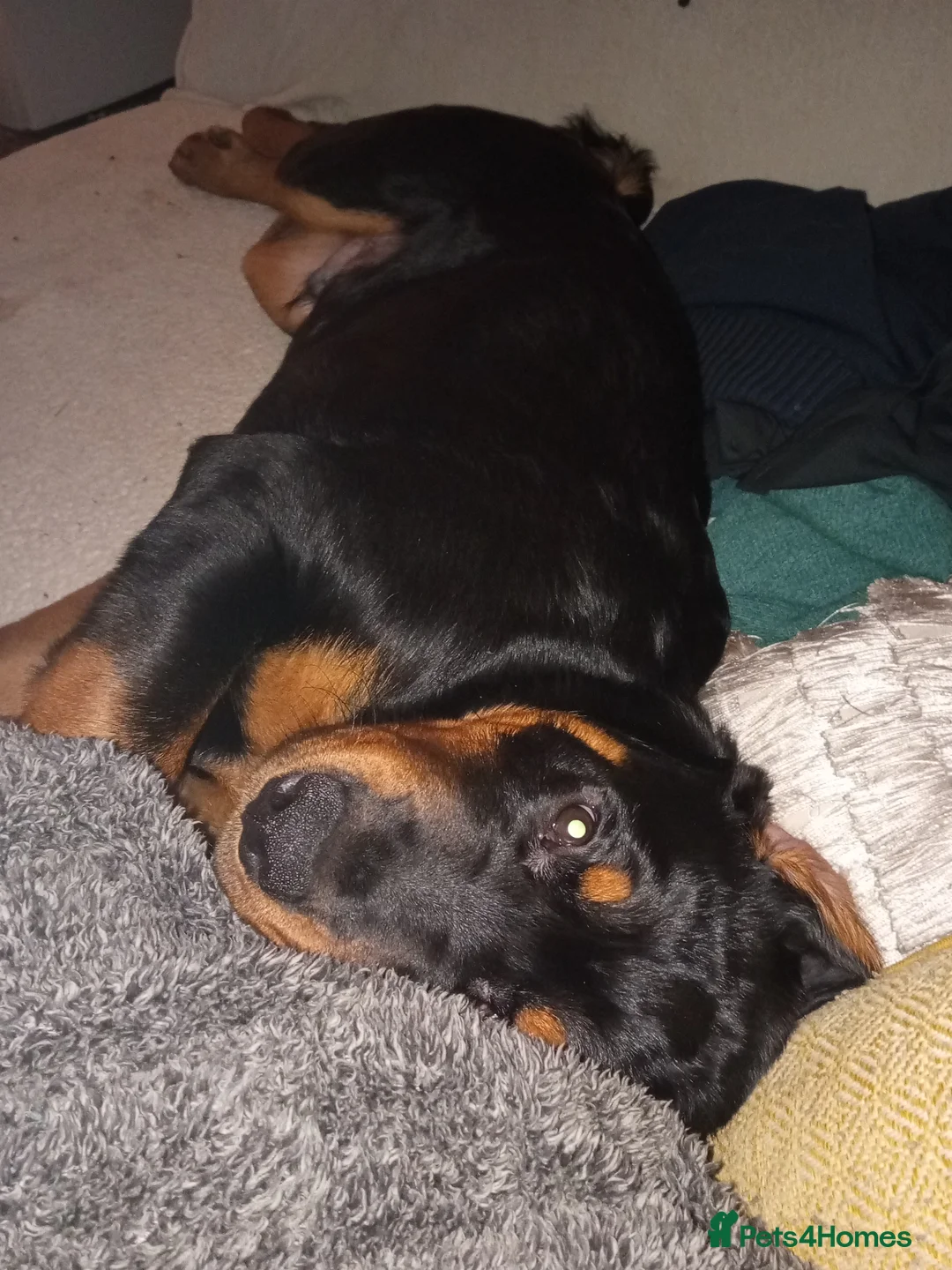 Rottweiler dogs for sale: Albert  - Advert 2