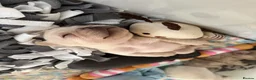 French Bulldog dogs for sale: Stunning French bulldog puppies  - Advert 32