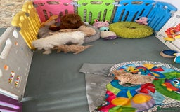 Maltipoo dogs for sale: Beautiful Apricot Maltipoo puppies. - Image 12
