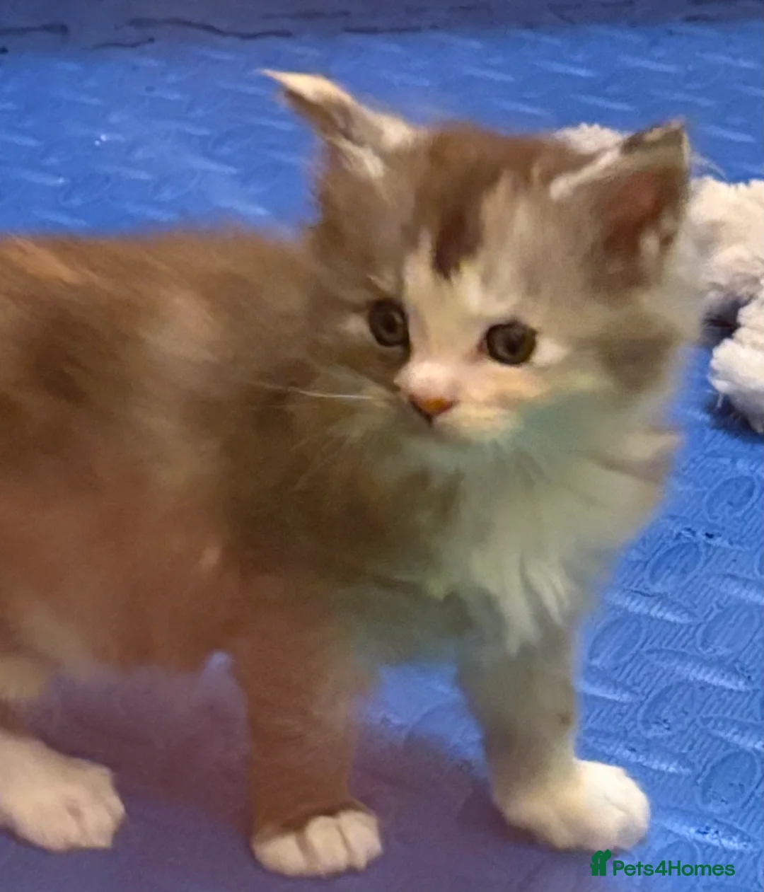 Maine Coon cats for sale: 6th Gen GCCF Pedigree Maine Coon Kitten - Advert 12