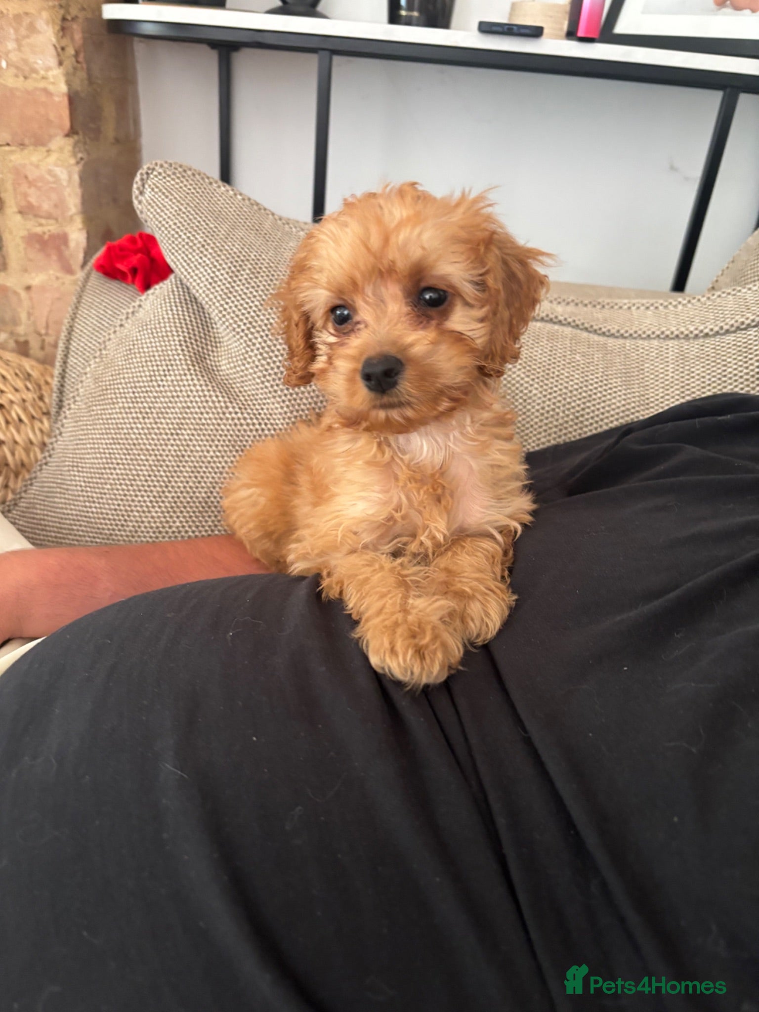 Cockapoo dogs Toy F1 cockapoo 🤍 - Advert 1