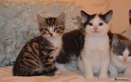 Mixed Breed cats for sale: 6 Adorable Playful Kittens for Sale - Image 19