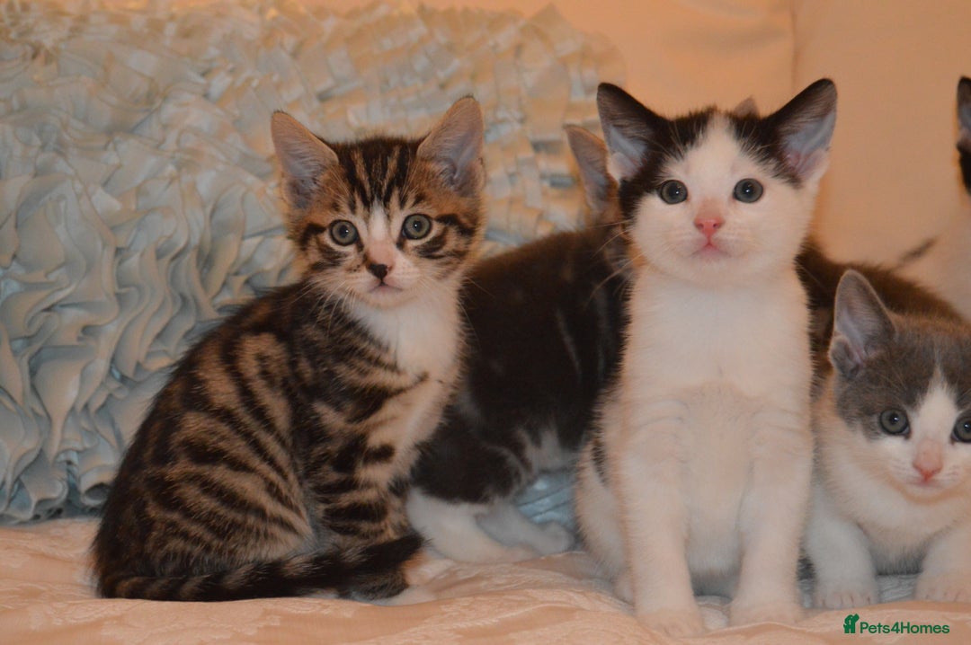Mixed Breed cats for sale: 6 Adorable Playful Kittens for Sale - Image 19