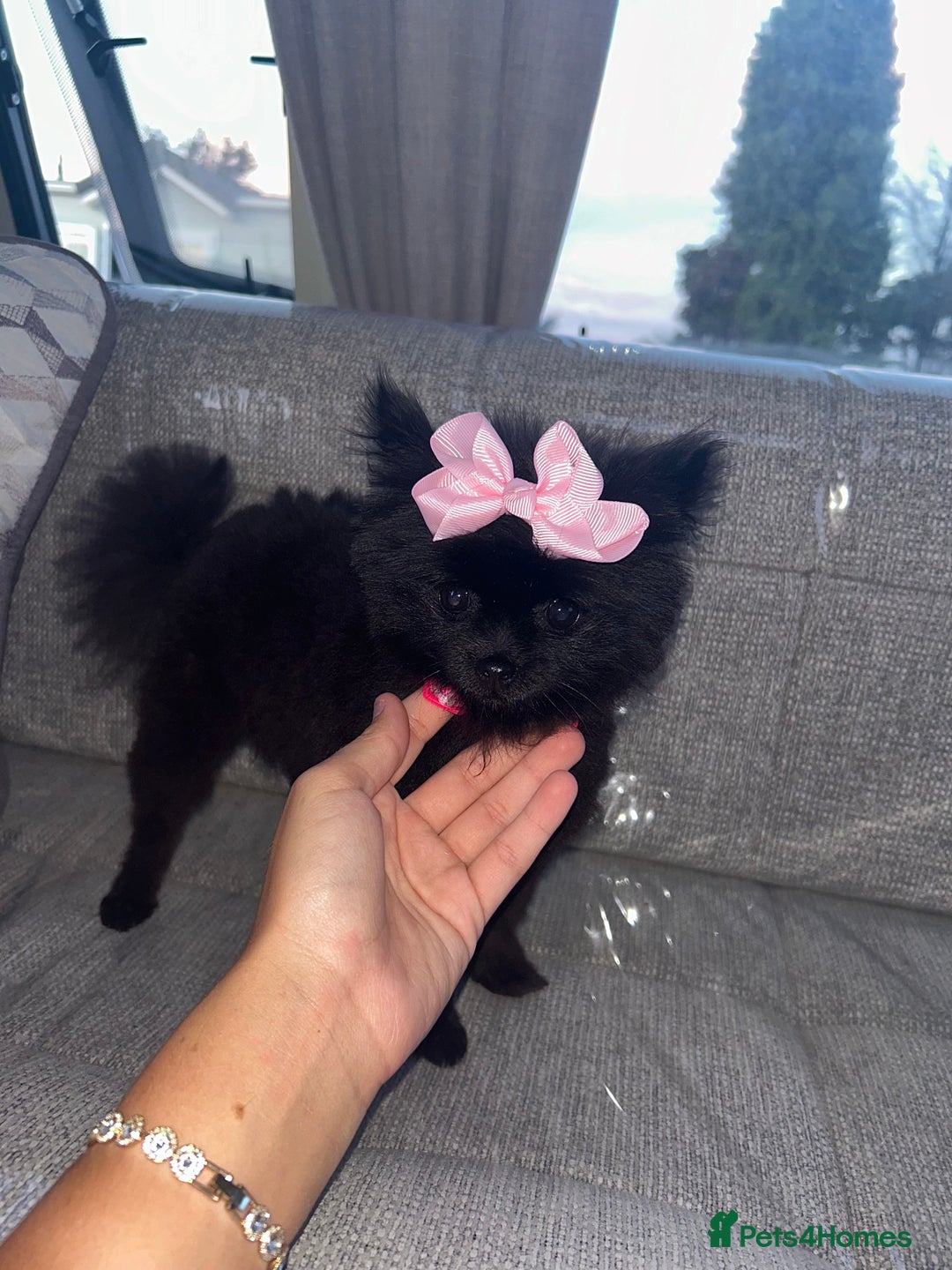 Pomeranian dogs for sale: darla🌸💗 - Image 3