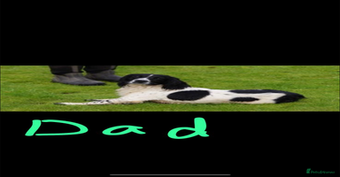 Cocker Spaniel dogs Cocker spaniel puppies - Advert 14