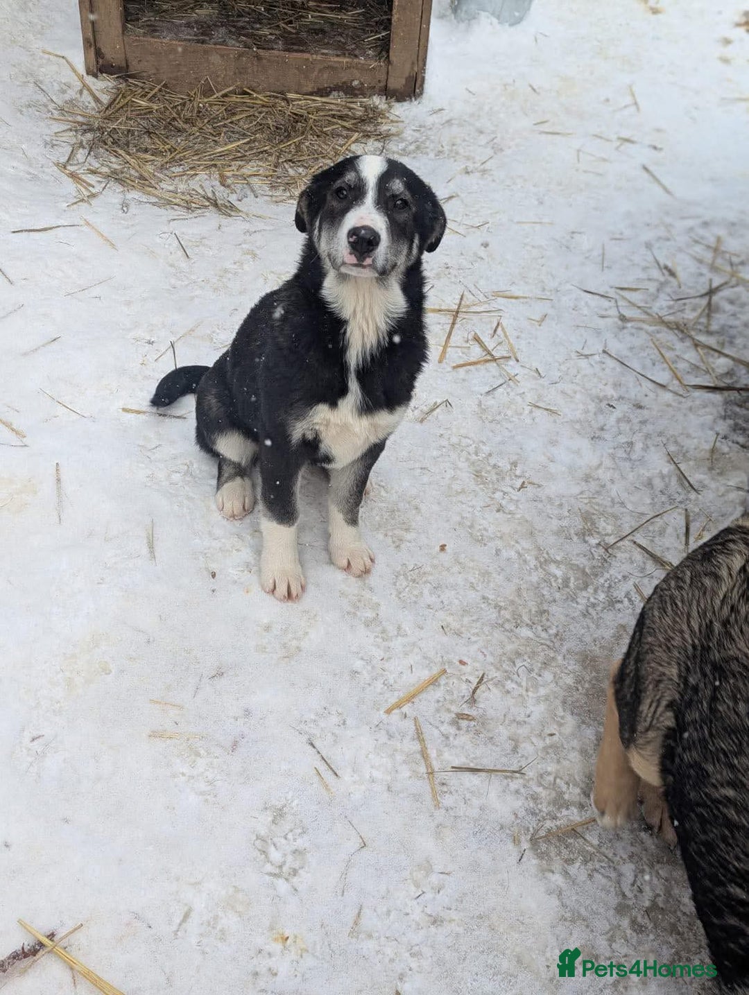 Mixed Breed dogs for adoption: Flower 💛 - Advert 3