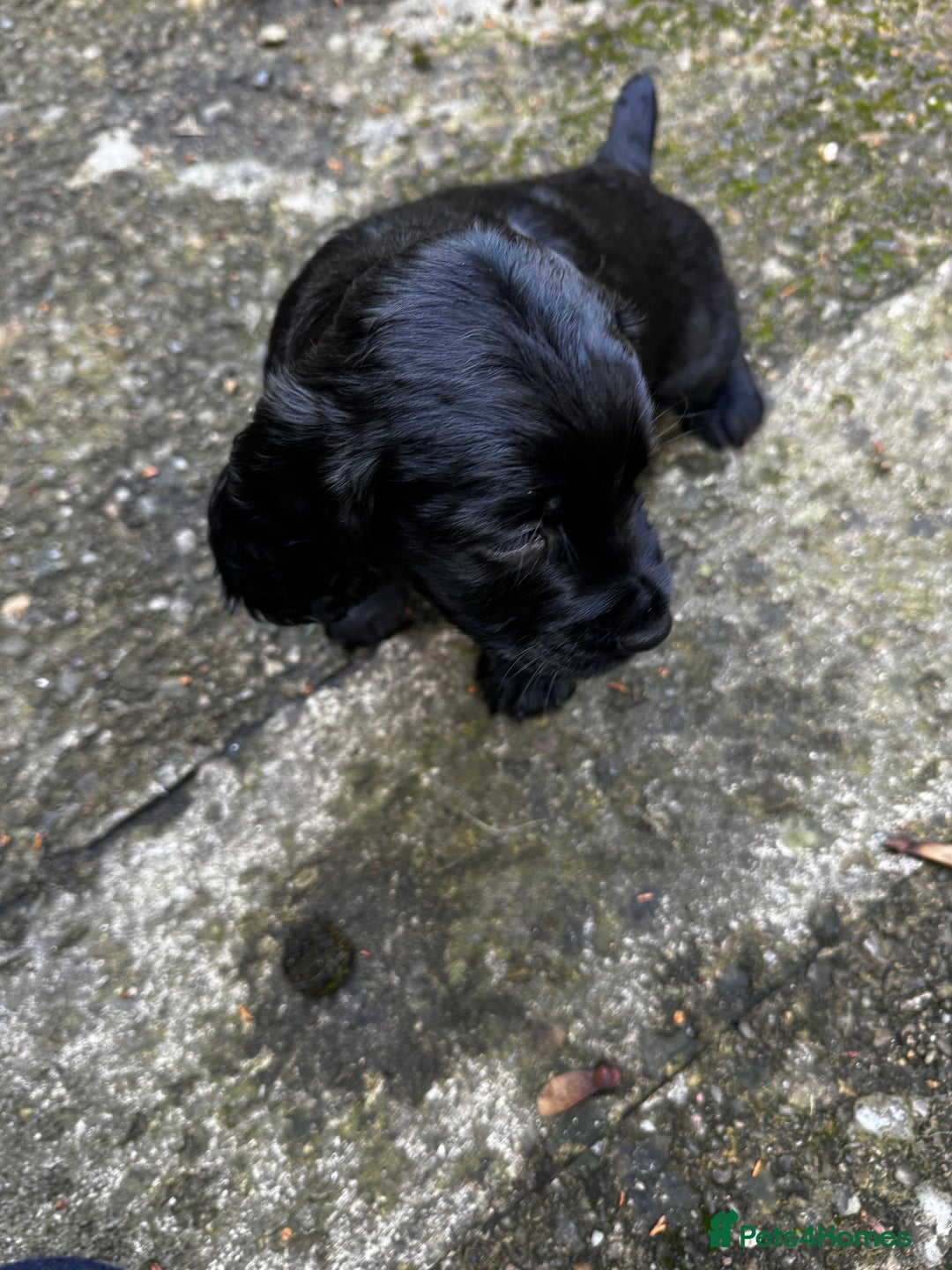 Cocker Spaniel dogs for sale: BLACK WORKING COCKER SPANIELS - Bitch and Dog - Image 4