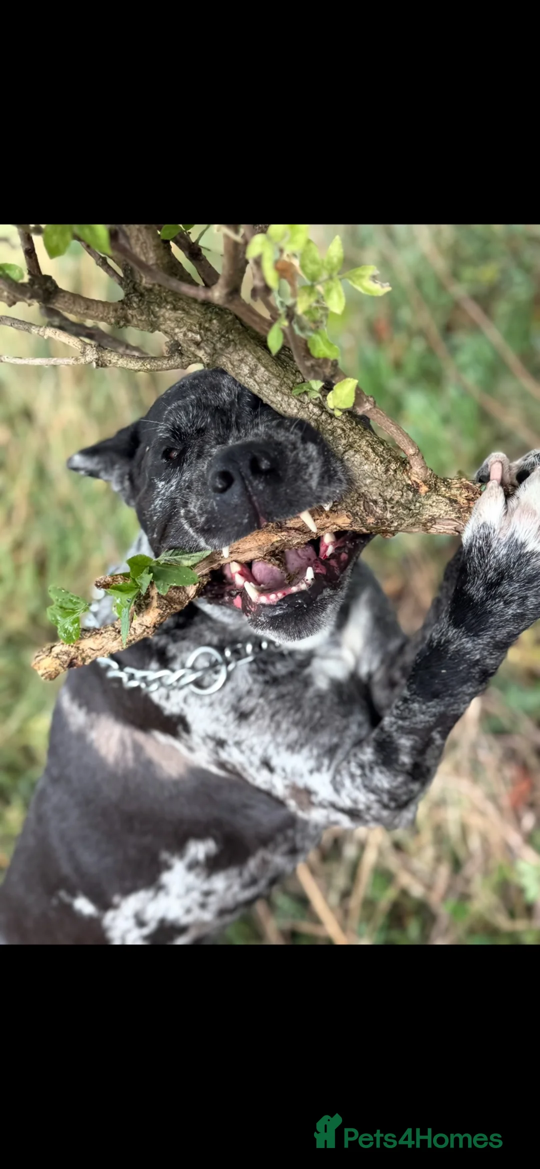Mixed Breed dogs for sale: Experienced home needed for Bruce, adult only home in Ossett - Advert 2