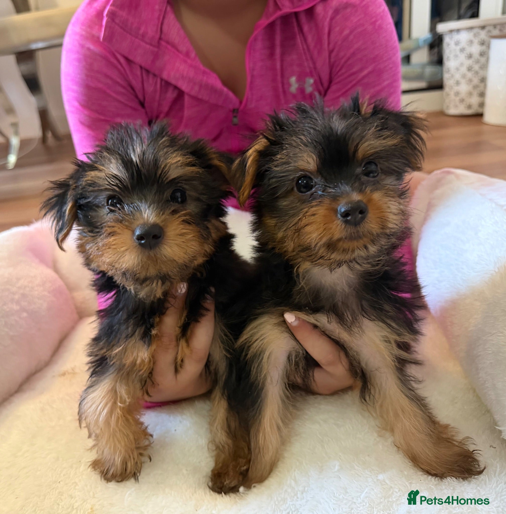 Yorkshire Terrier dogs NOW READY. 🐶 Adorable Yorkshire Terrier Puppies  - Advert 1