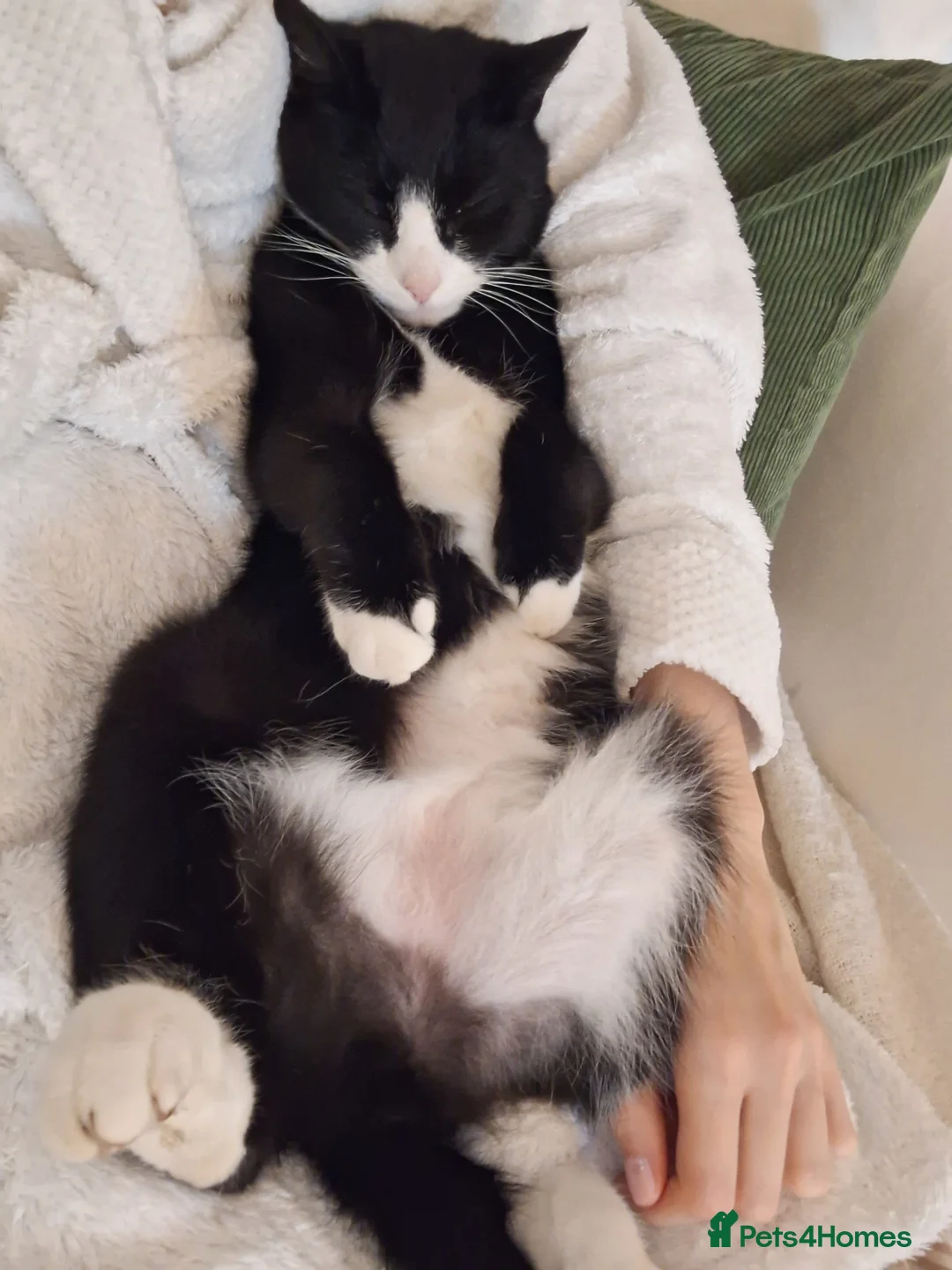 Mixed Breed cats for sale: Black and White Male - Advert 4