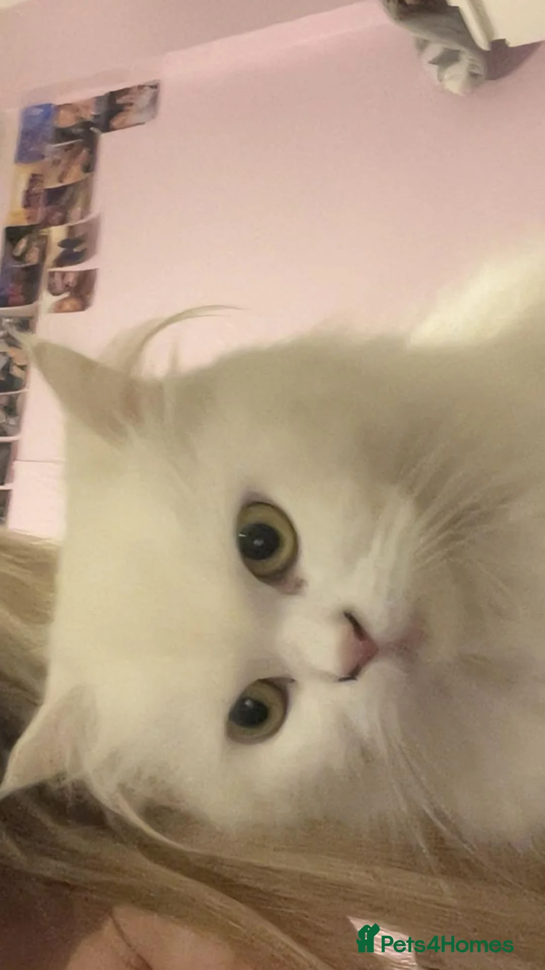 Mixed Breed cats for sale: Beautiful kittens  - Advert 1