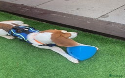Beagle dogs for adoption: Blaze needs his forever home - Image 5