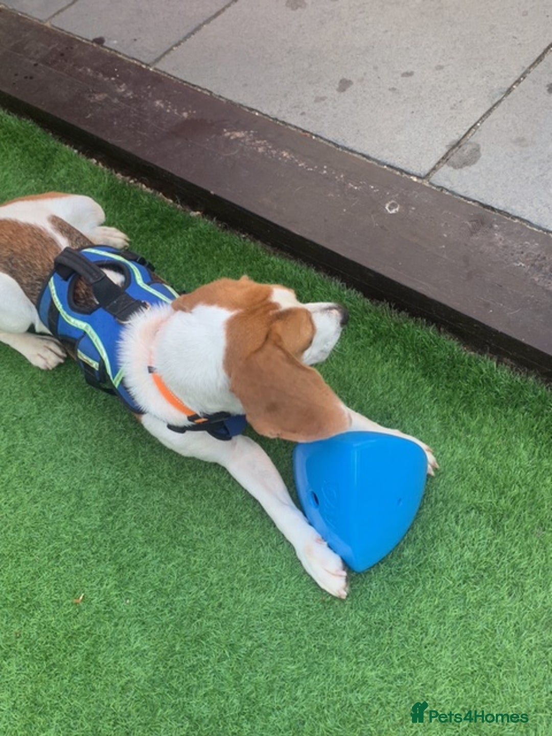 Beagle dogs for adoption: Blaze needs his forever home - Image 5