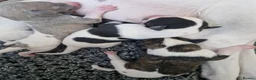 Whippet dogs for sale: Parti Whippet Puppies  in Shepton Mallet - Advert 5