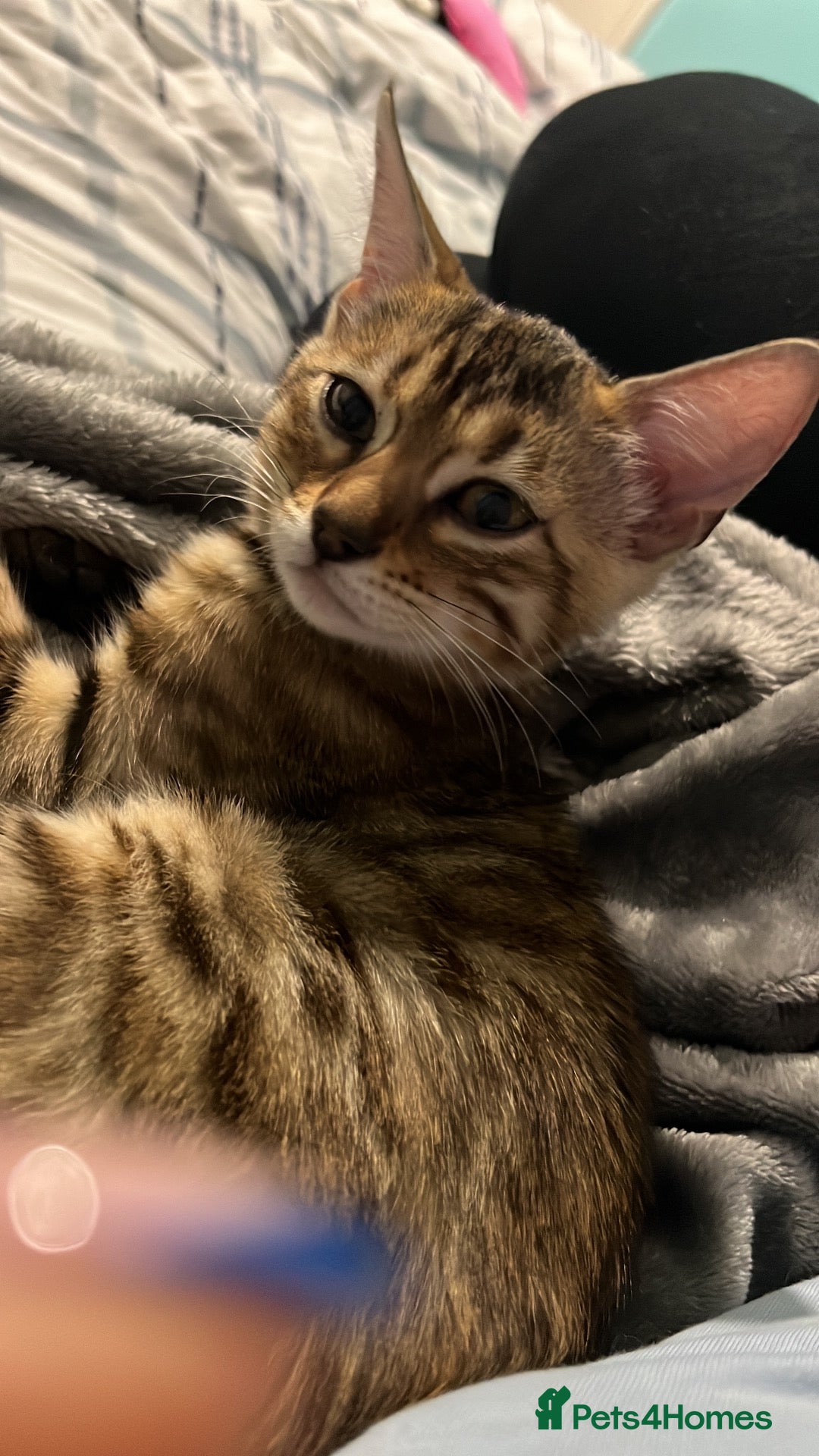 Bengal cats Cuddly female Bengal in need of home - Advert 4