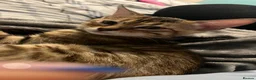 Bengal cats for sale: Cuddly female Bengal in need of home - Advert 2