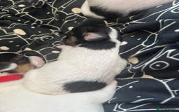 Jack Russell dogs for sale: Beautiful Jack Russell puppies for sale - Image 17