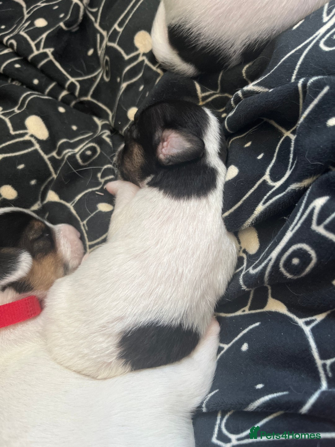 Jack Russell dogs for sale: Beautiful Jack Russell puppies for sale - Image 17