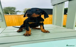 Dobermann dogs for sale: KC Registered Doberman Puppies 🐾🐾🐾 - Image 5