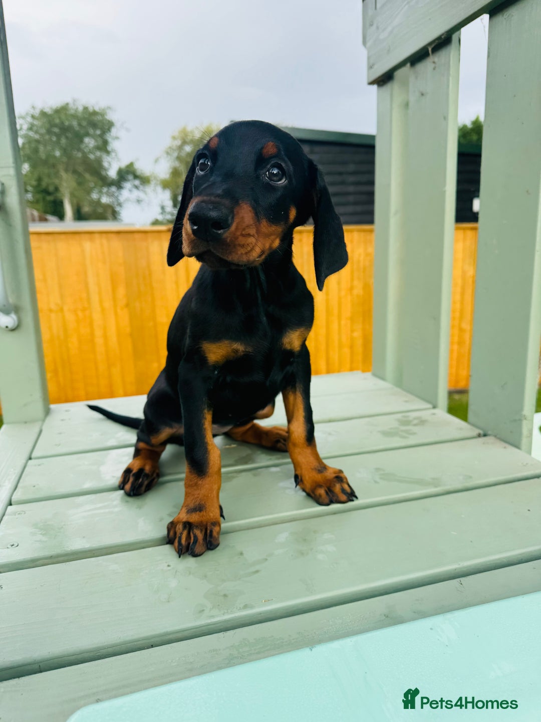 Dobermann dogs for sale: KC Registered Doberman Puppies 🐾🐾🐾 - Image 5