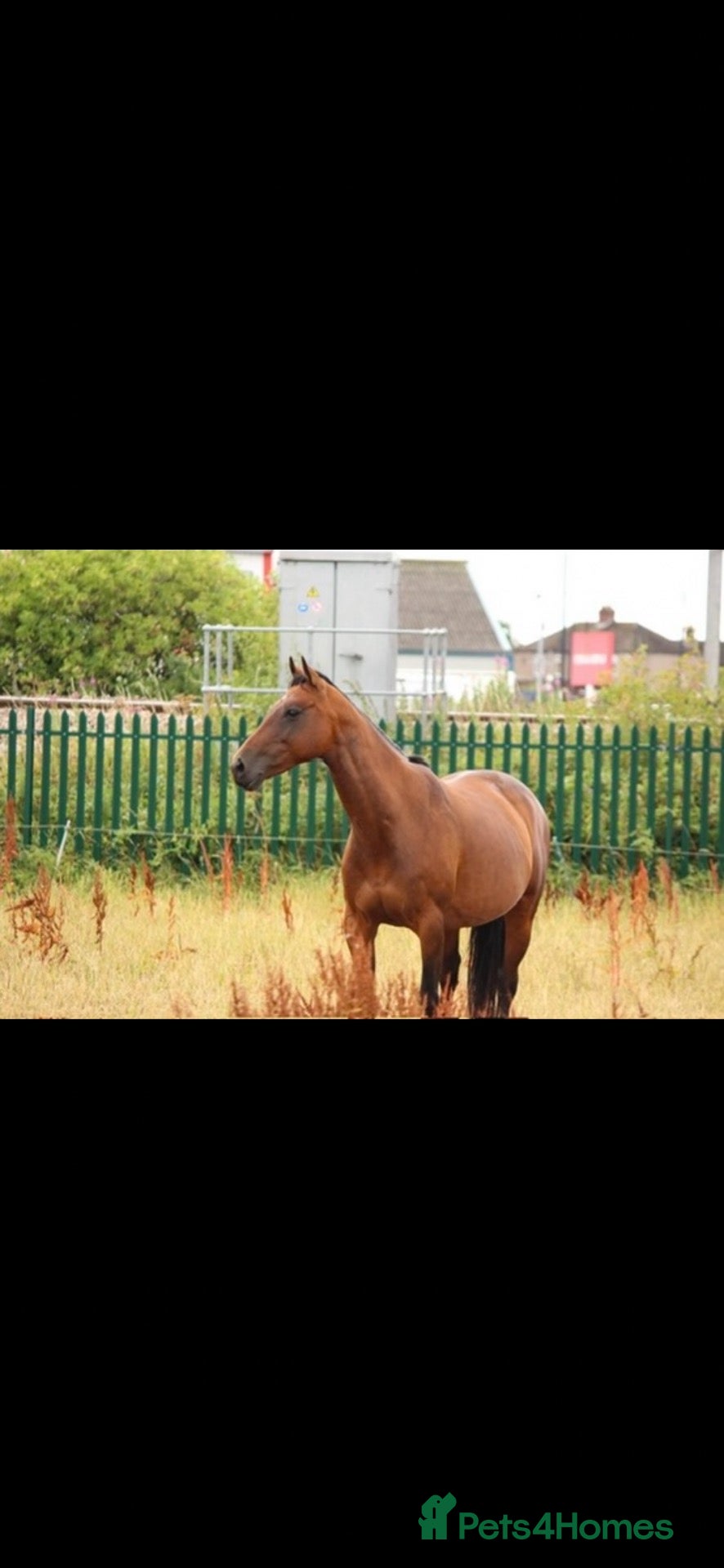 Riding pony horses Dottie!! - Advert 1