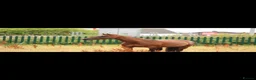 Riding pony horses for sale: Dottie!! - Advert 1