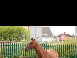 Riding pony horses Dottie!! - Advert 1