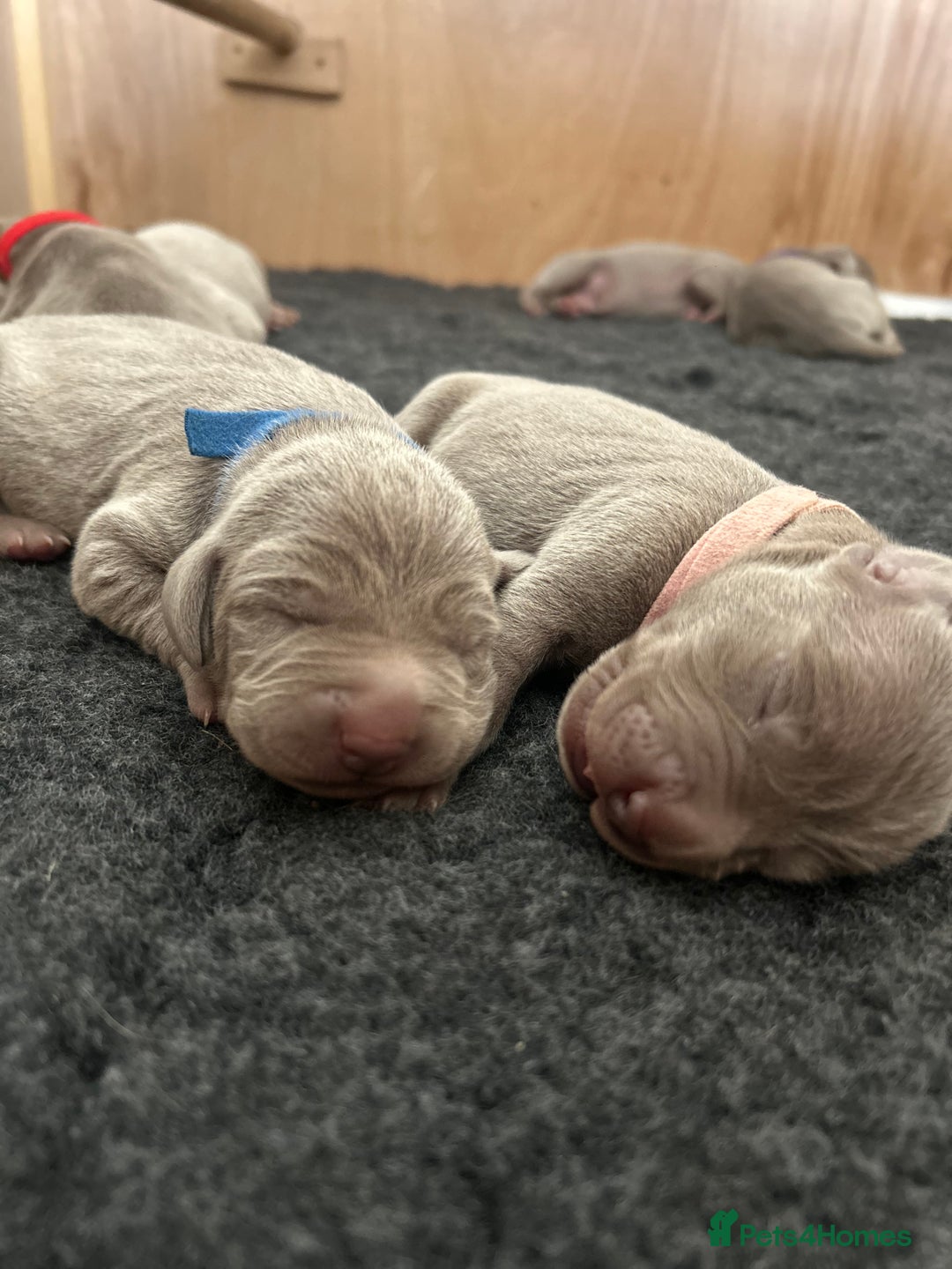 Weimaraner dogs for sale: Belle’s beautiful puppy’s silver ghosts Weimaraner - Image 9