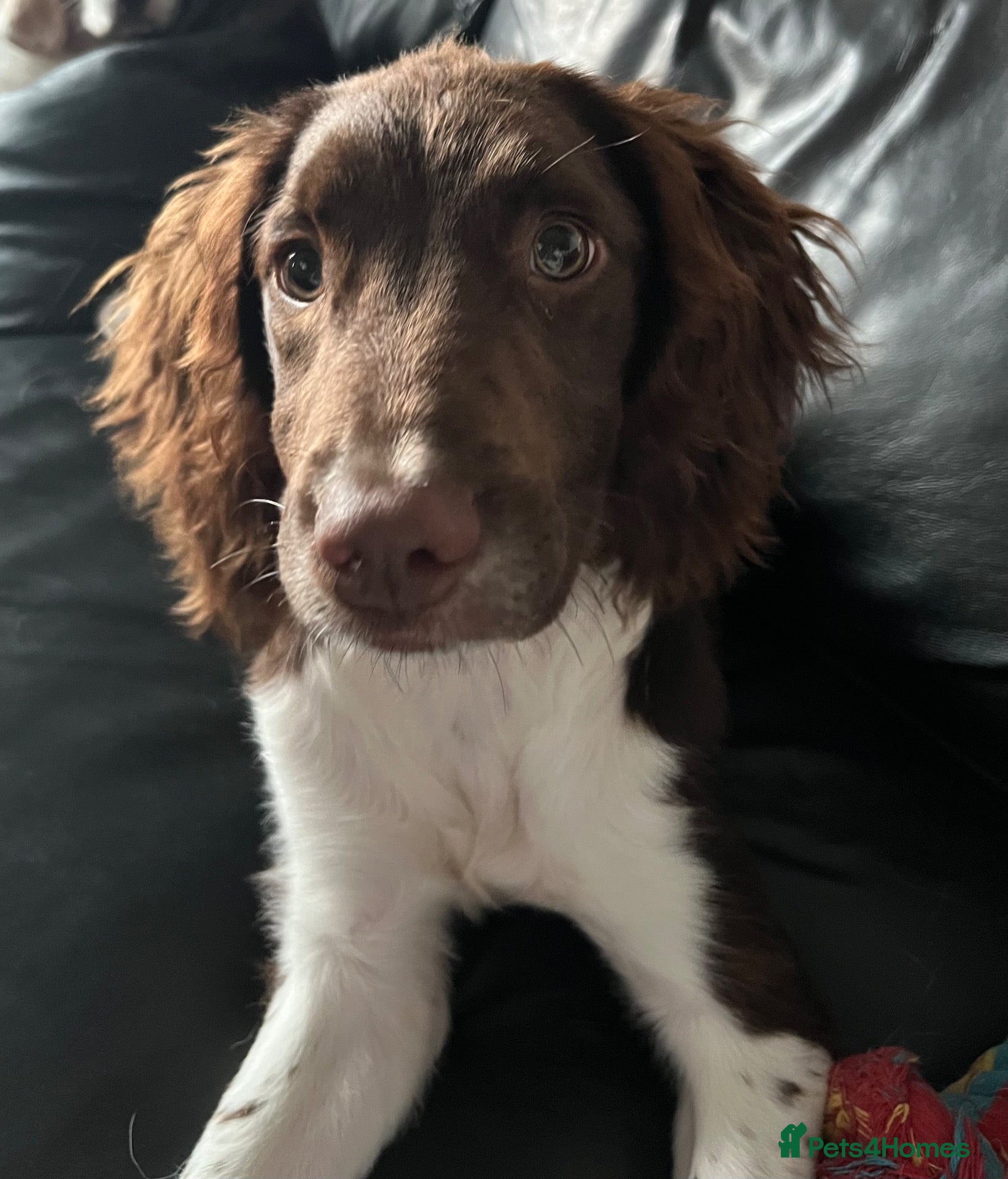 Mixed Breed dogs for sale: Spandgolds ready to go from 28th November  - Advert 1