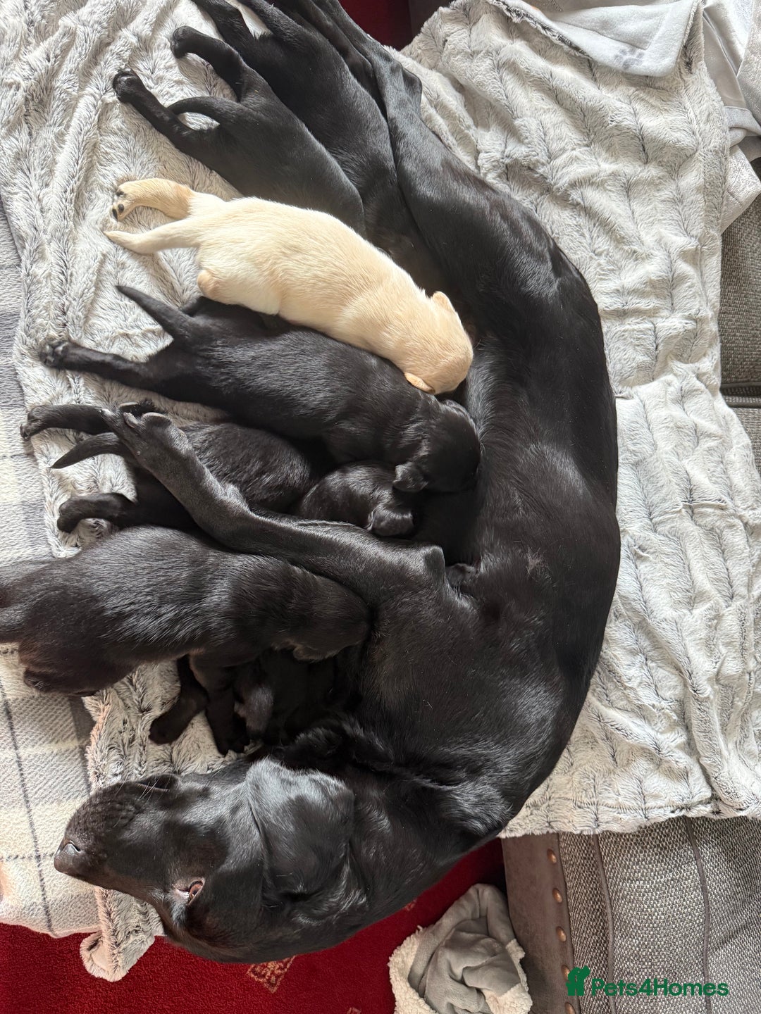 Labrador Retriever dogs for sale: Labrador puppies  - Image 10