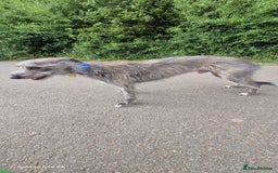 Whippet dogs for stud: Bedlington Whippet Stud. - Image 1