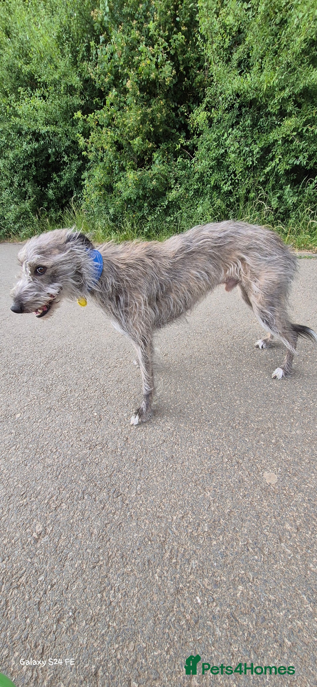 Whippet dogs for stud: Bedlington Whippet Stud. - Image 1
