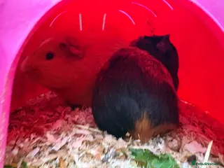 Guinea Pig rodents Male piggies for sale - Advert 1