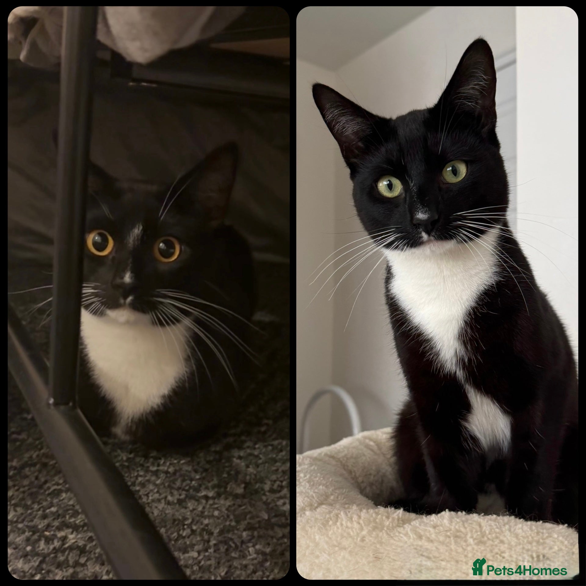 Mixed Breed cats Stunning Tuxedo Brothers –Fully Vetted– £400 Each - Advert 5