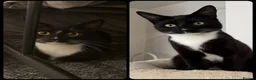 Mixed Breed cats for sale: Stunning Tuxedo Brothers – £400 Each - Advert 1
