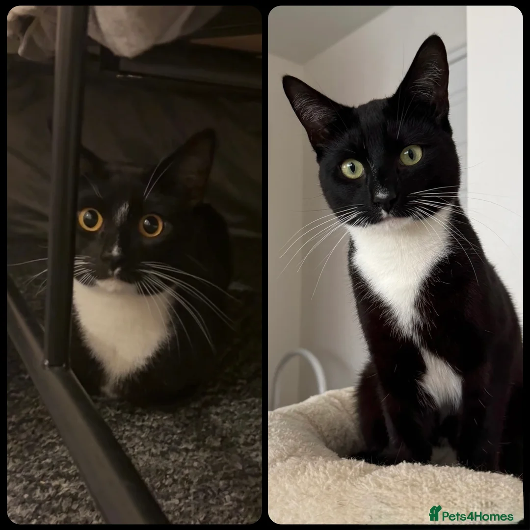 Mixed Breed cats for sale: Stunning Tuxedo Brothers – £400 Each - Advert 1