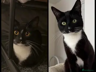 Mixed Breed cats Stunning Tuxedo Brothers –Fully Vetted– £400 Each - Advert 5