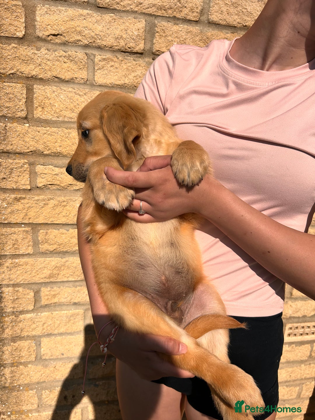 Golden Retriever dogs for sale: Golden Retriever Puppies  - Image 14