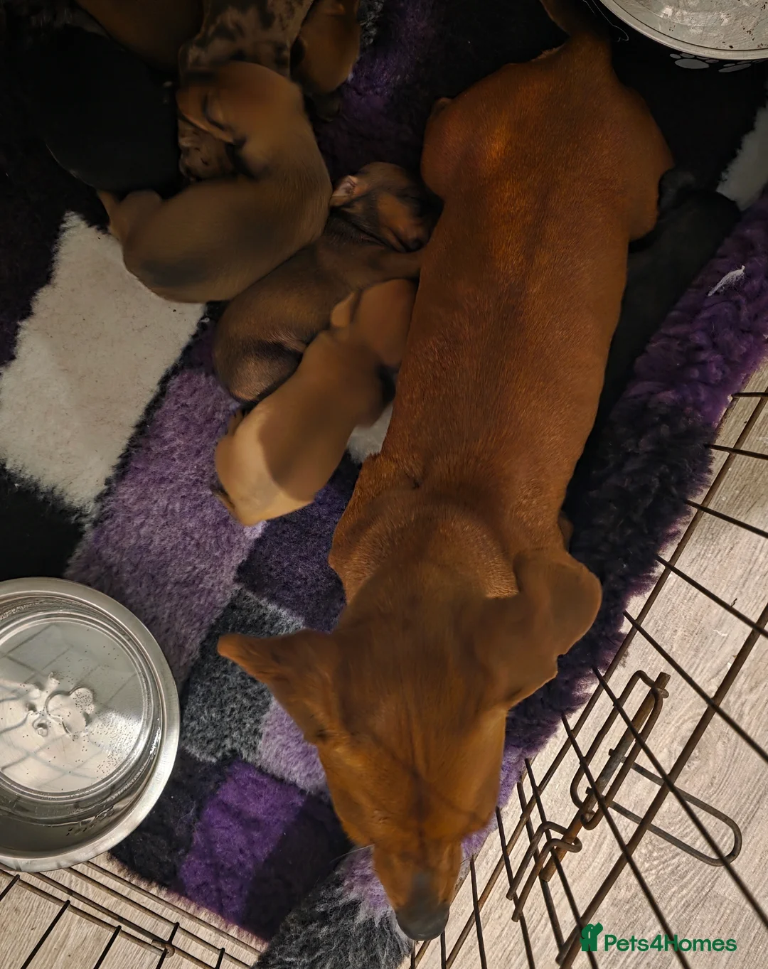 Miniature Dachshund dogs for sale: Miniature daschound pups - Advert 9