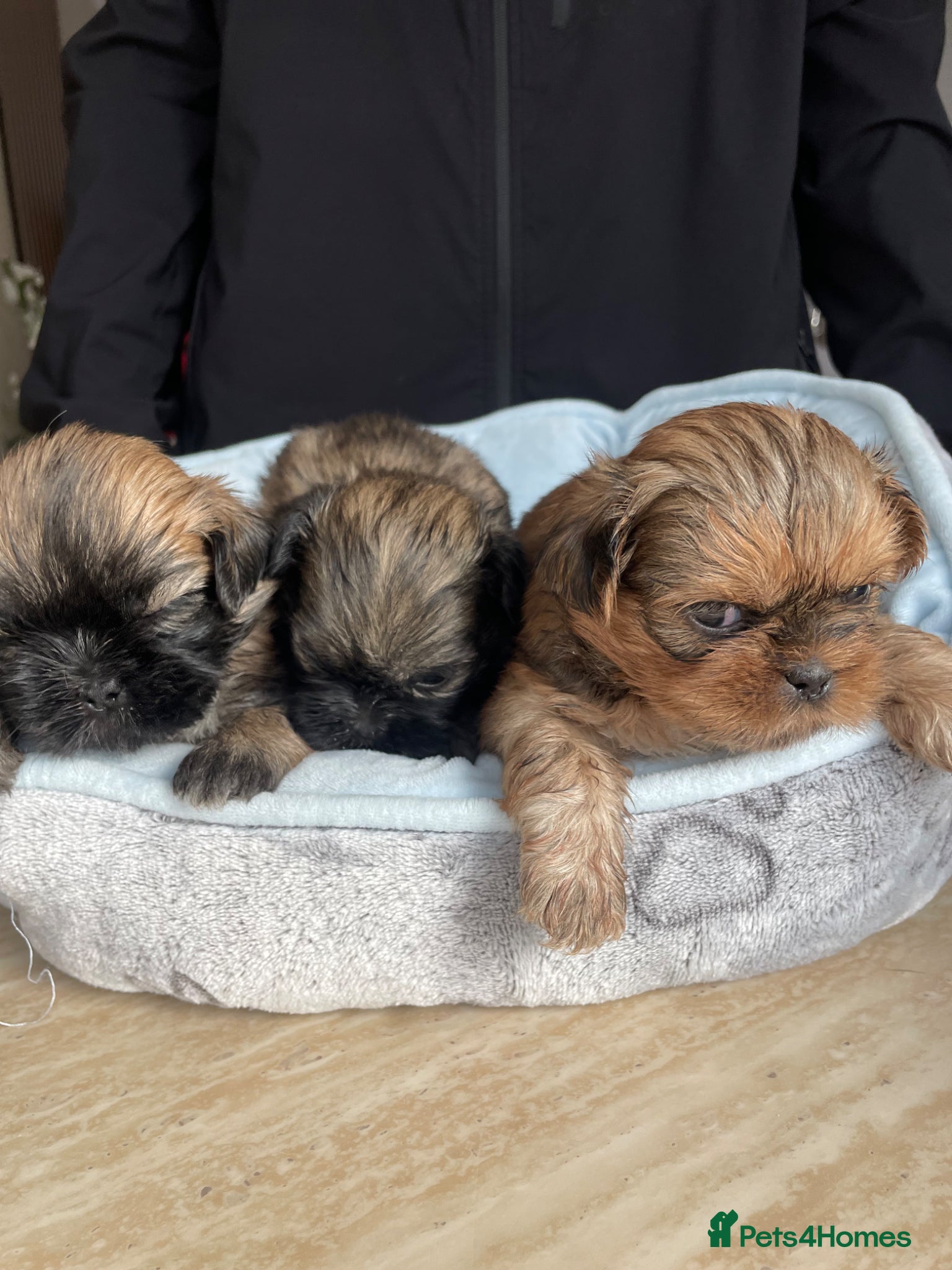 Shih Tzu dogs KC reg standard shihtzu - Advert 2