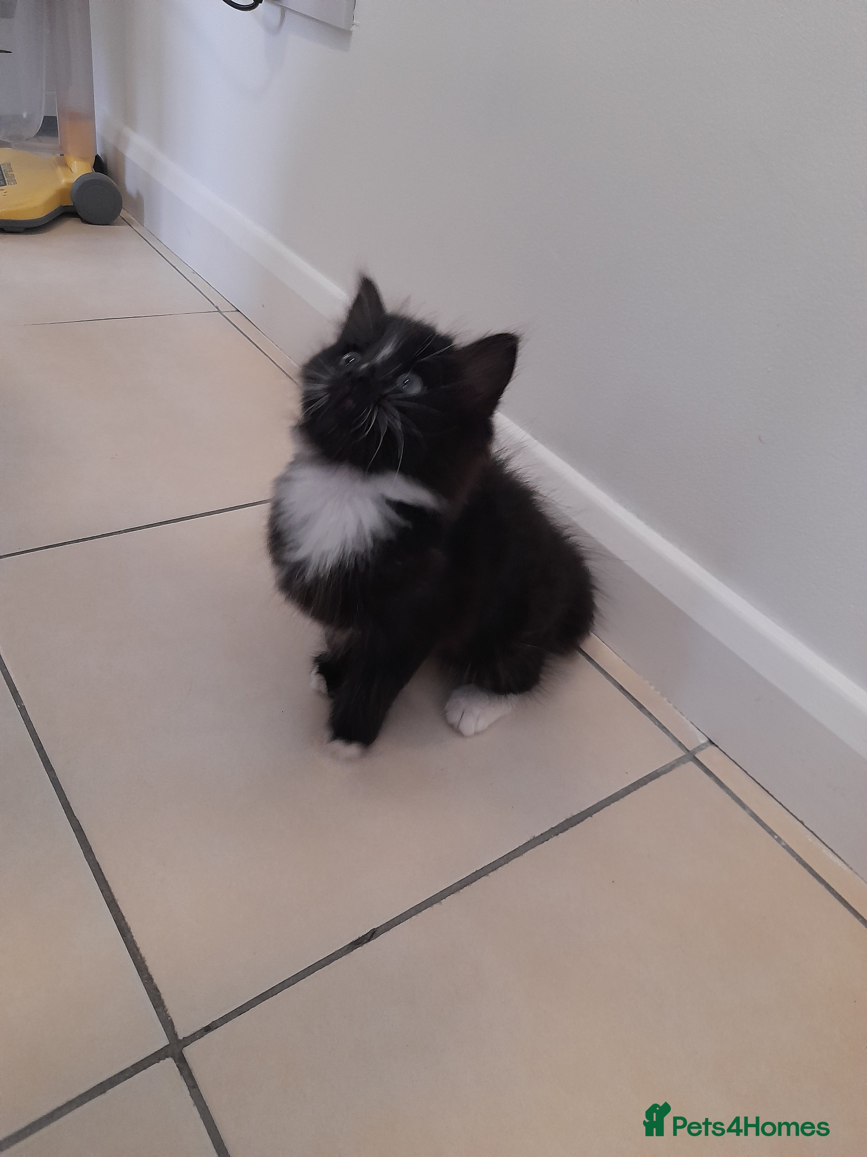 Mixed Breed cats Male, Black and White Kitten ready to go. - Advert 1