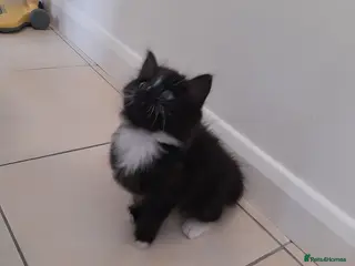 Mixed Breed cats Male, Black and White Kitten ready to go. - Advert 1