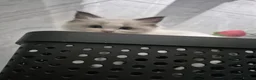 Ragdoll cats for sale: Seal Ragdoll Kittens in Bacup - Advert 13