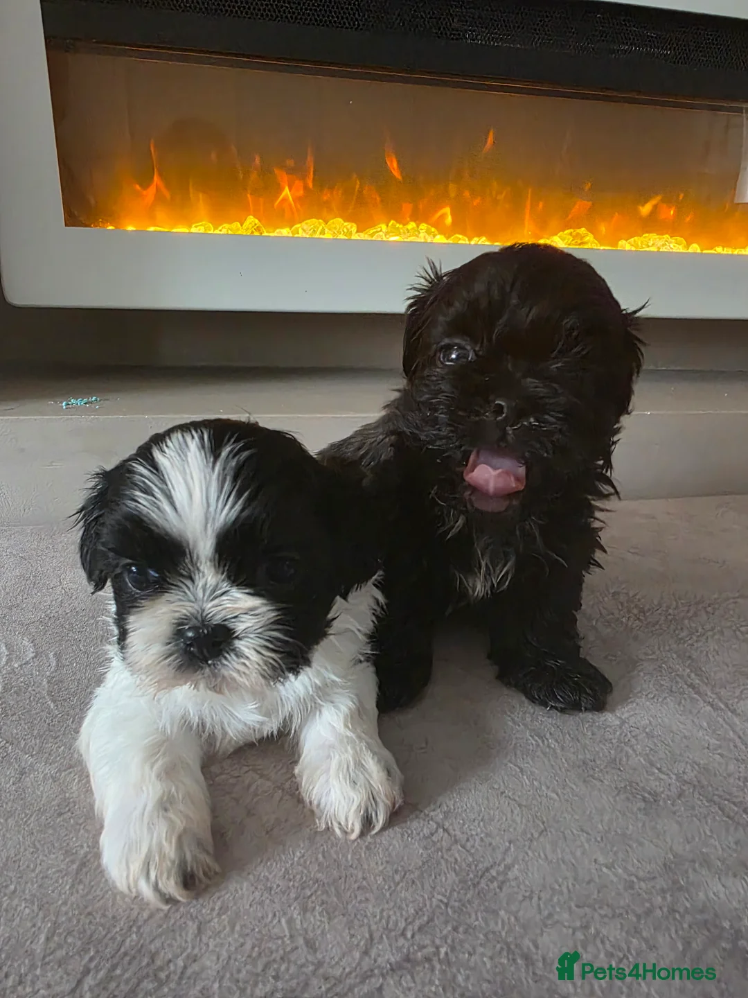 Shih Tzu dogs for sale: Shih tzu puppies  - Advert 1